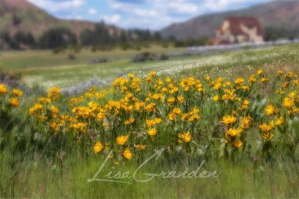 Katebackdrop:Kate Mountain Meadow Backdrop for Photography Designed by Lisa Granden