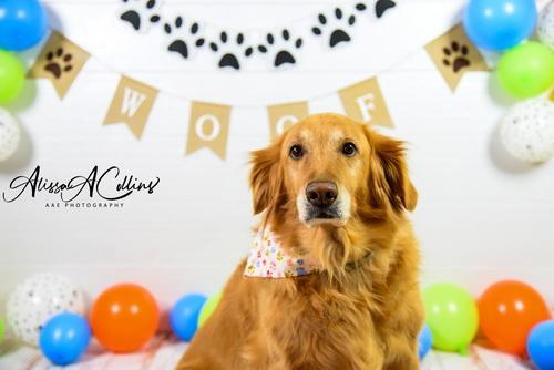Katebackdrop£ºKate Neutral Dog Balloons Decorations Backdrop Designed by AAE Photography