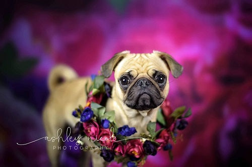 Kate telón de fondo floral rosa primavera para fotografía diseñado por Sarah Timmerman