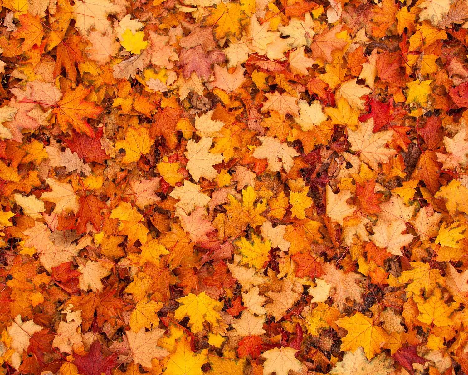 Katebackdrop¡êoKate Autumn Maple Leaves rubber floor mat