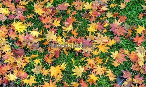 Katebackdrop¡êoKate Colorful Maple Leaves Rubber Floor Mat