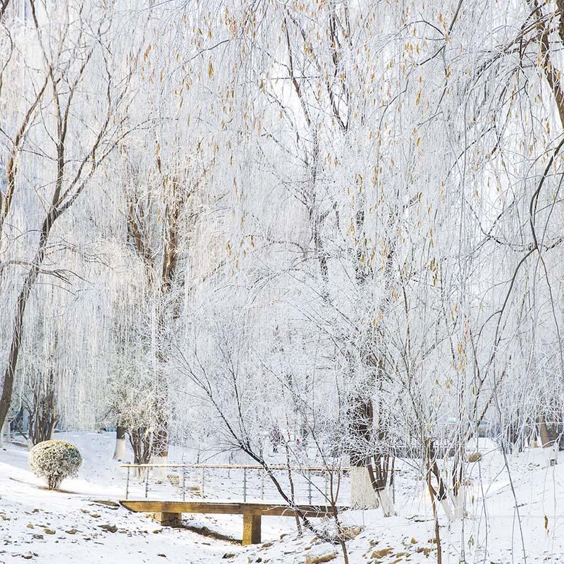 Kate Fondo de bosque de escena de nieve de invierno diseñado por Emetselch