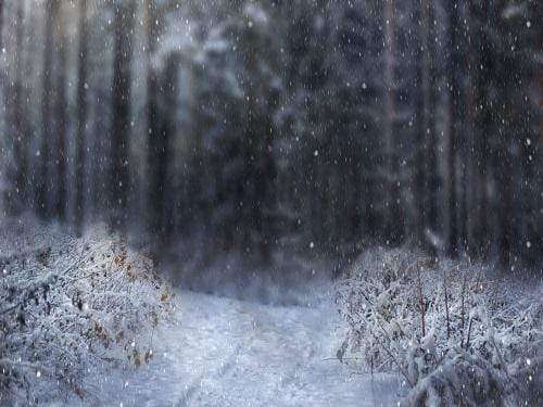 Katebackdrop：Kate Winter Snowy Forest Backdrop for Photography Designed By Jerry_Sina