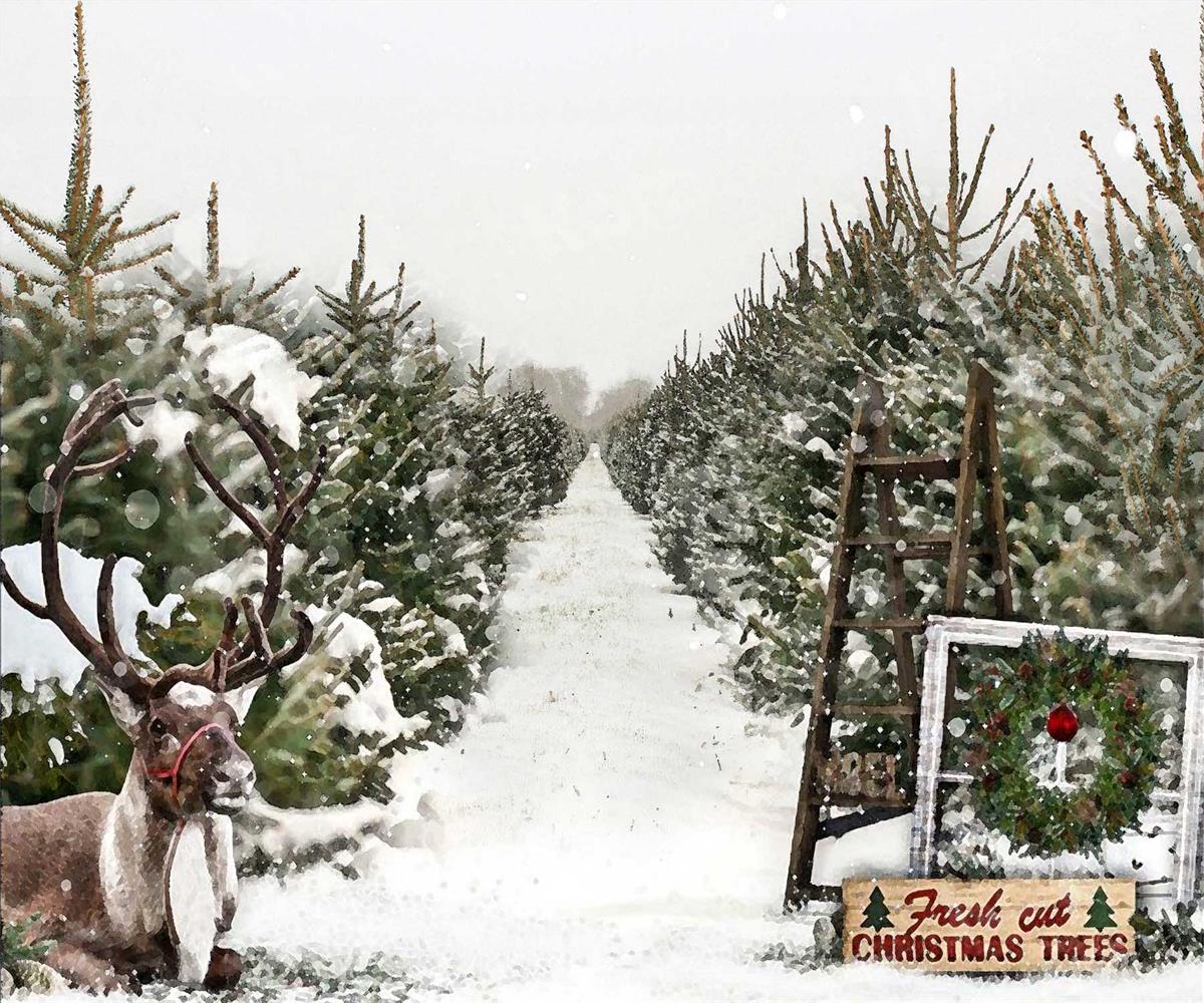 Cargar imagen en el visor de la galería, Kate Telón de fondo de venta de árboles de Navidad para fotografía