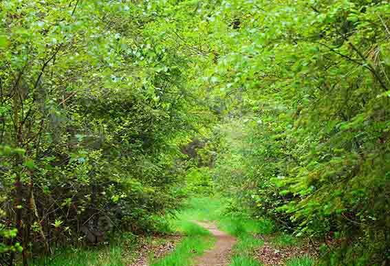 Kate Telón de fondo de camino de bosque verde de verano diseñado por Chain Photography