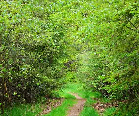Kate Telón de fondo de camino de bosque verde de verano diseñado por Chain Photography