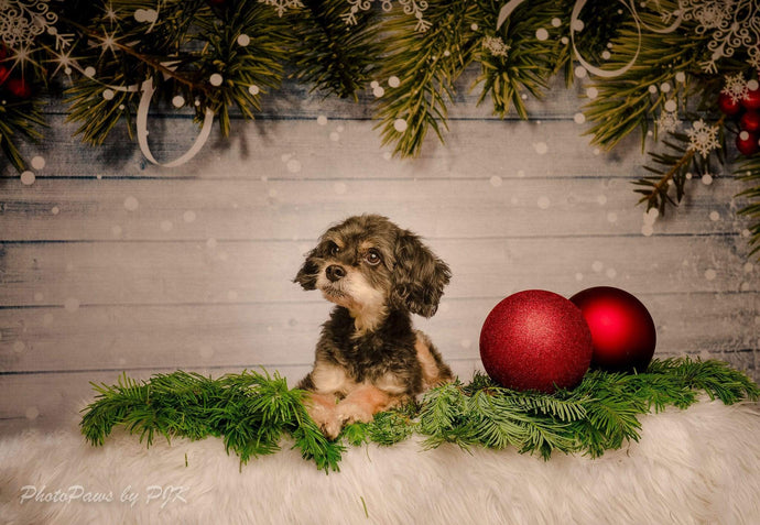 Katebackdrop：Kate wooden bokeh Christmas backdrop Pine branches decoration