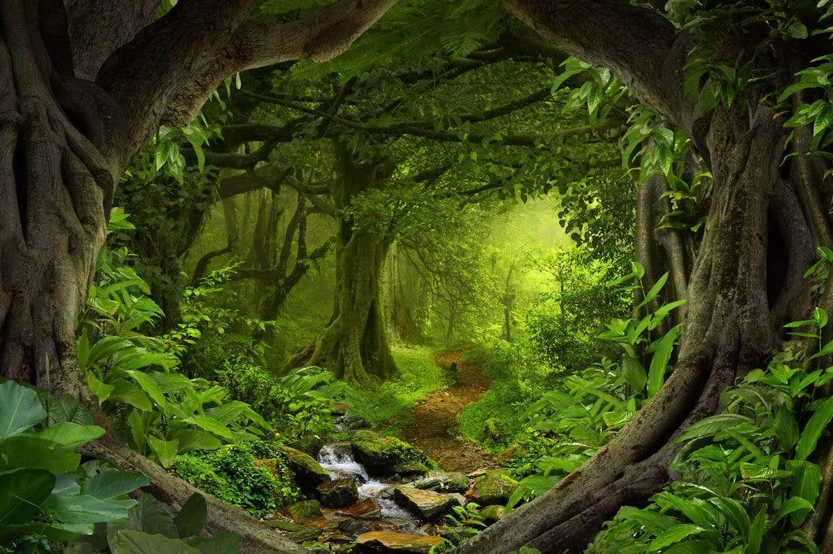 Cargar imagen en el visor de la galería, Katebackdrop：Kate Forest With Green Trees And Creek Spring for photography
