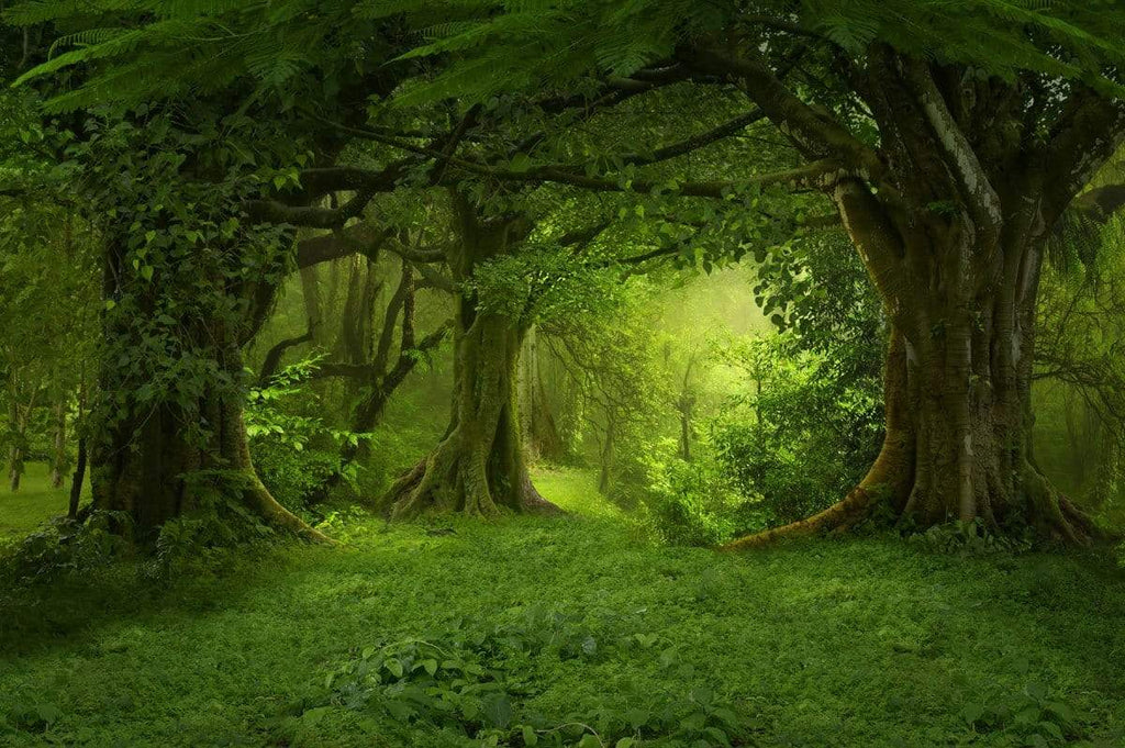 Katebackdrop：Kate green spring forest photography backdrops grassland foggy
