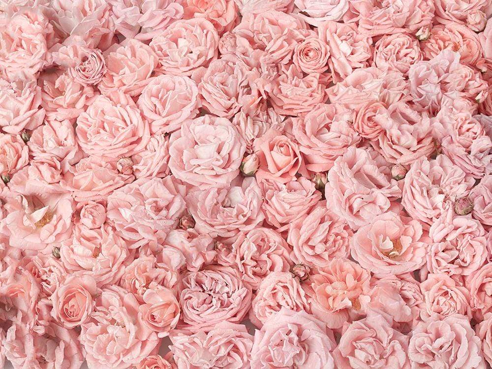 Katebackdrop：Kate Pink Rose Floral Backdrop Wedding Photography Backgrounds Photo Photography Studio Props
