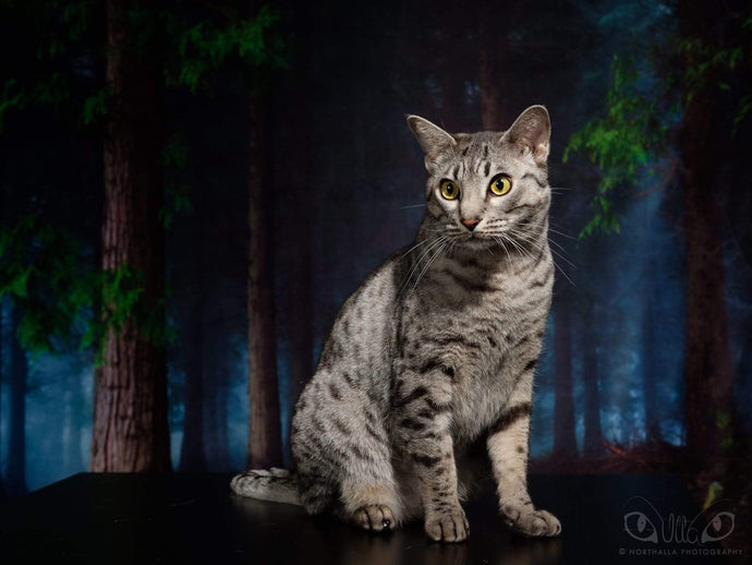Katebackdrop£ºKate Green Magic Forest Easter Spring Backdrop photography