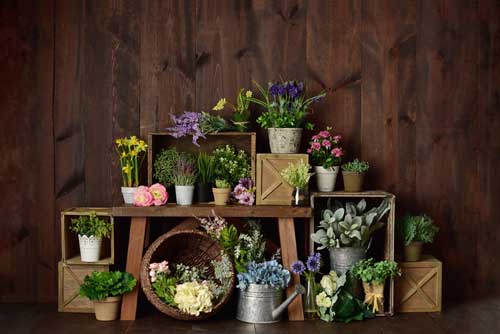 Kate Fondo de cajas de flores de primavera diseñado por Mandy Ringe Photography