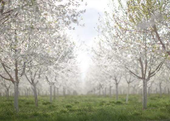 Katebackdrop：Kate Spring Orchard in White Backdrop for Photography Designed by Lisa Granden