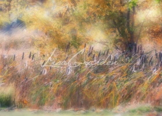 Katebackdrop：Kate Fine Art Cattails Backdrop for Photography Designed by Lisa Granden