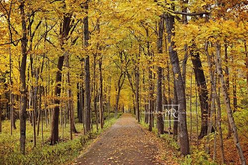 Kate Camino de árboles amarillos de telón de fondo de otoño diseñado por Mandy Ringe Photography