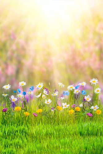 Kate Fondo de fotografía de flores coloridas de Pascua escénica natural de primavera