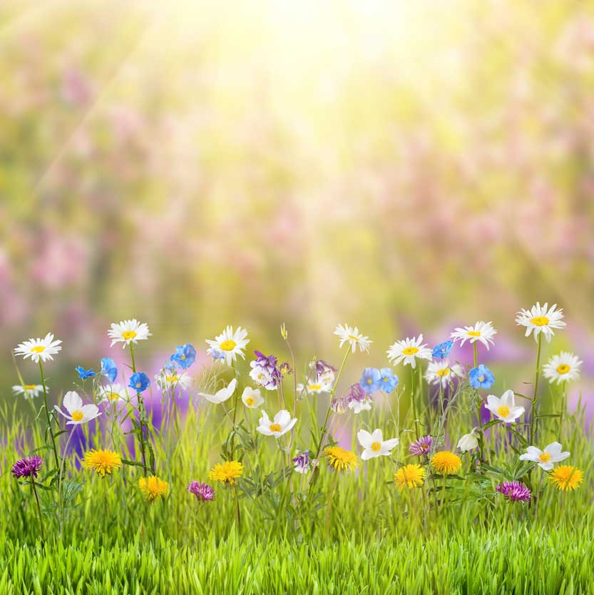Kate Fondo de fotografía de flores coloridas de Pascua escénica natural de primavera