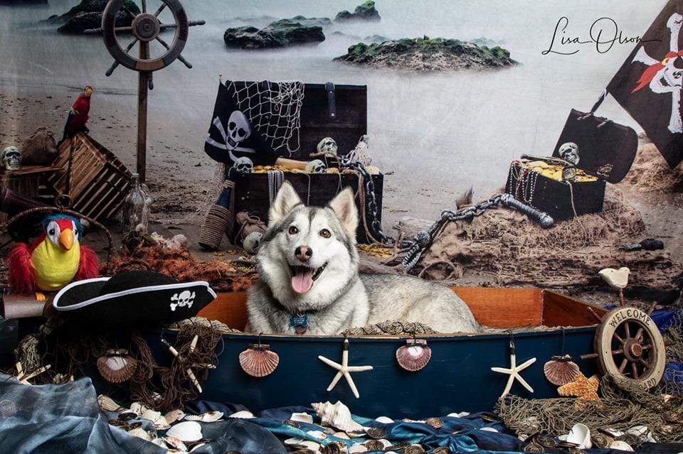Katebackdrop：Kate Summer Sea Pirate backdrop designed by studio gumot