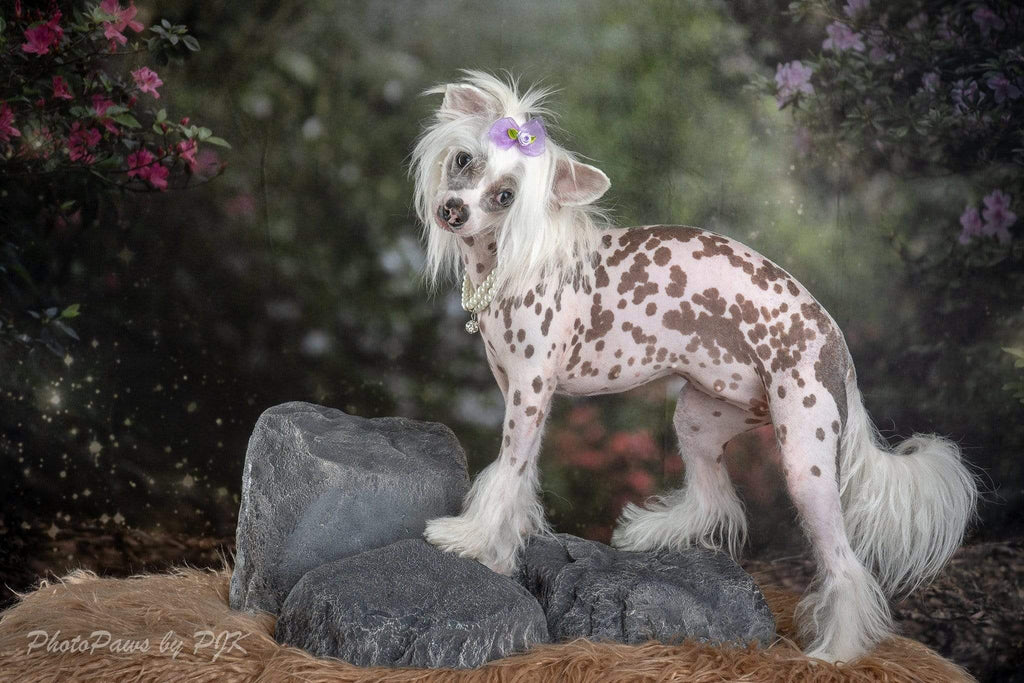 Katebackdrop：Kate Pink Floral Garden Fairy Lights spring Backdrop for Photography Designed by Pine Park Collection