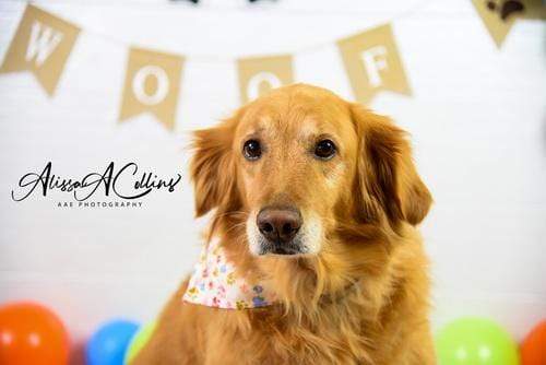 Katebackdrop£ºKate Neutral Dog Balloons Decorations Backdrop Designed by AAE Photography